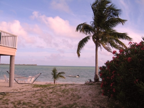 Abaco Palms Palm Tree