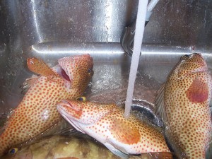 spotted fish in sink