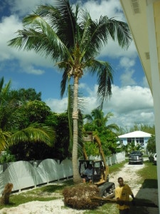 One of Kokomo's new Coconut Trees ready to be planted