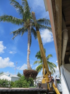 Here is the beautiful, 30' Coconut Tree - ready for the beach at Abaco Palms