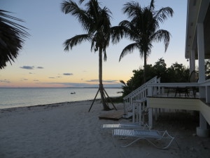 Two new 25' Coconut Trees in front of Kokomo