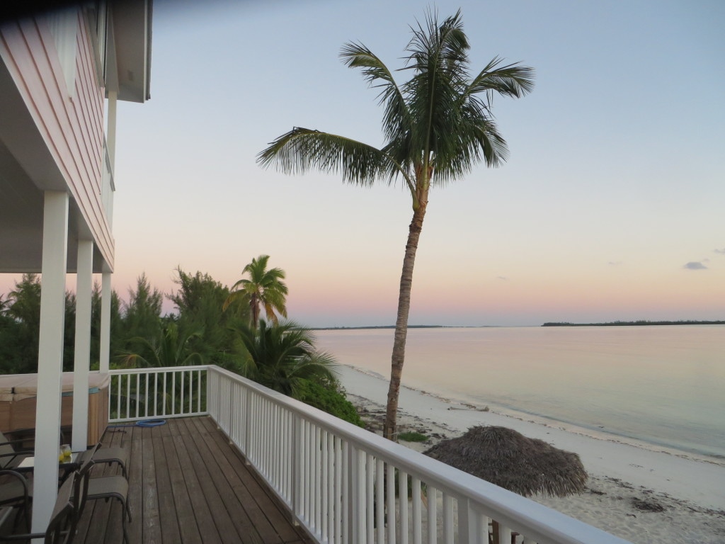 The big coconut tree at sunrise this morning.