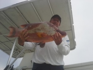 Large Hogfish speared down South