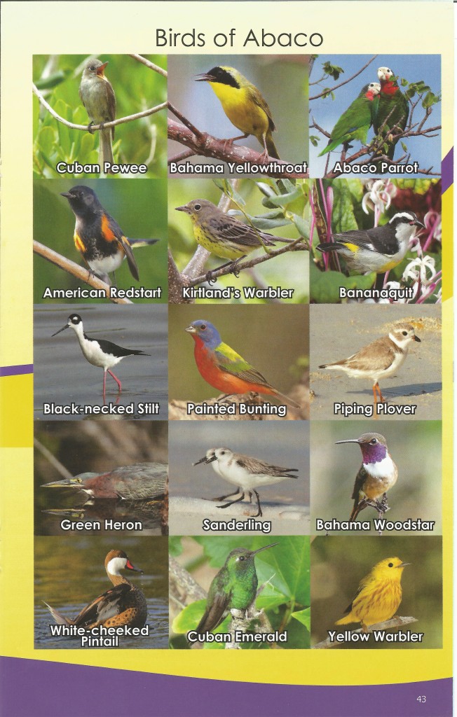 From: The Delphi Club Guide to the Birds of Abaco - From Destination Abaco, Feb - June 2015, Volume 23